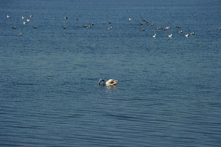 2Saline di Augusta 16.1.2011 (79).jpg